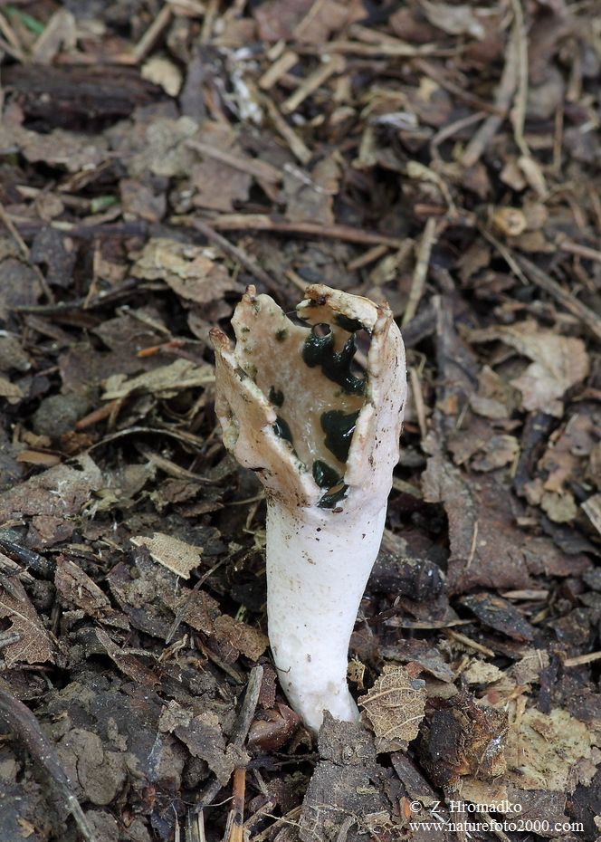 rozpuklec hruškovitý, Phallogaster saccatus (Houby, Fungi)